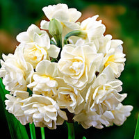 5x Narcis Narcissus 'Erlicheer' wit - Alle bloembollen