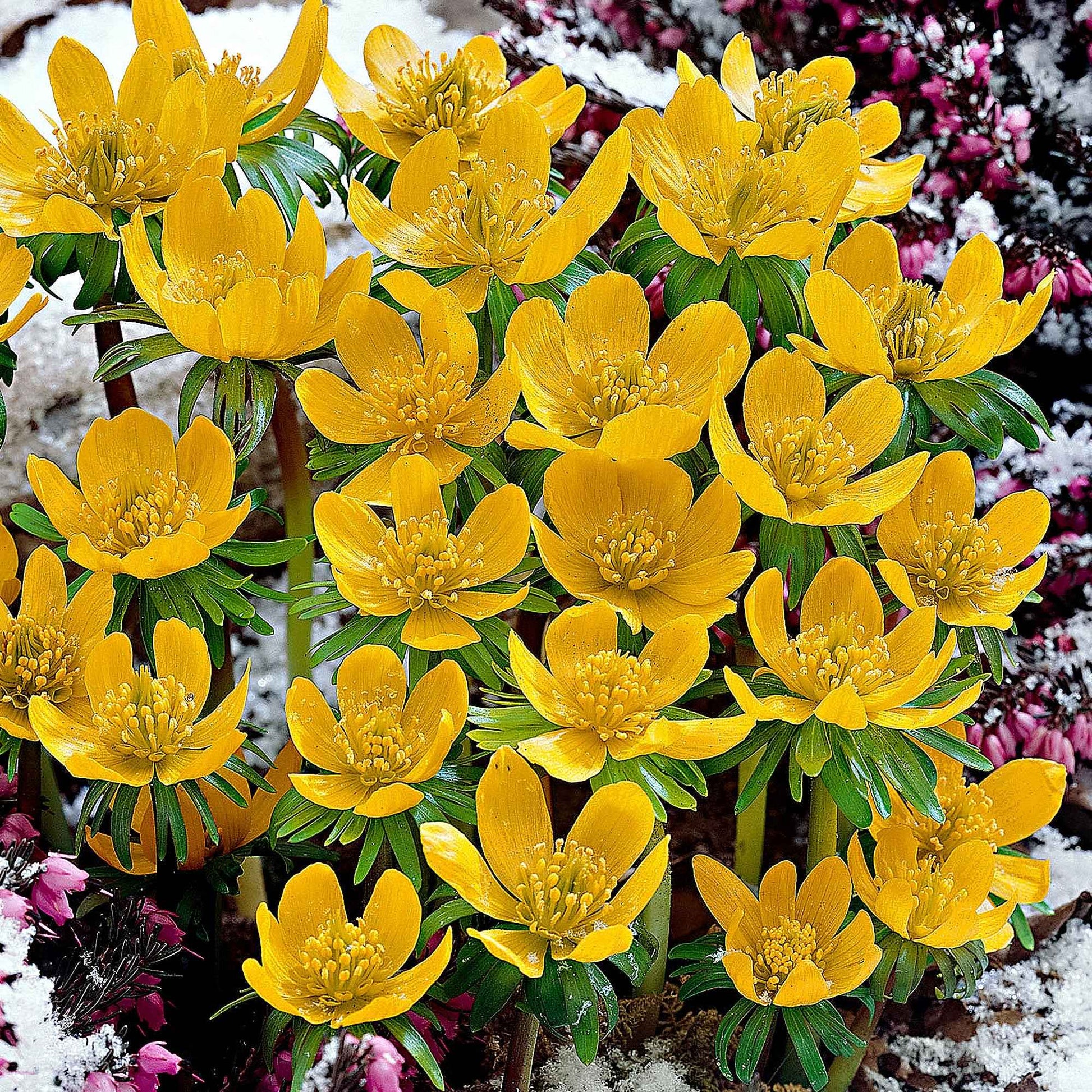 25x Winterakoniet Eranthis cilicica geel - Winterhard - Alle bloembollen