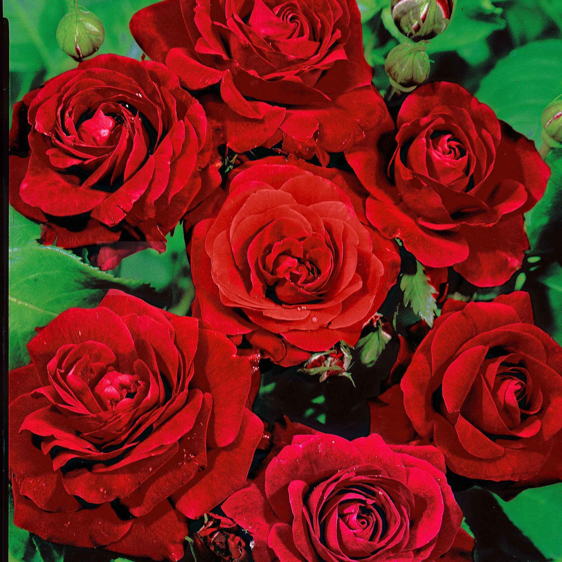 Trosroos Rosa  'Nina Rosa'® Rood  - Bare rooted - Winterhard - Geurende rozen