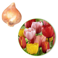 30x Tulpen Tulipa - Mix 'Popular Mix' - Alle populaire bloembollen