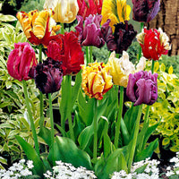25x Tulpen Tulipa - Mix 'The Exotic' Meerkleurig - Alle populaire bloembollen