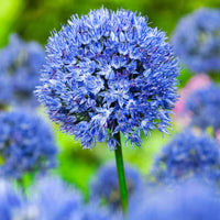 50x Sierui Allium caeruleum Blauw - Alle bloembollen