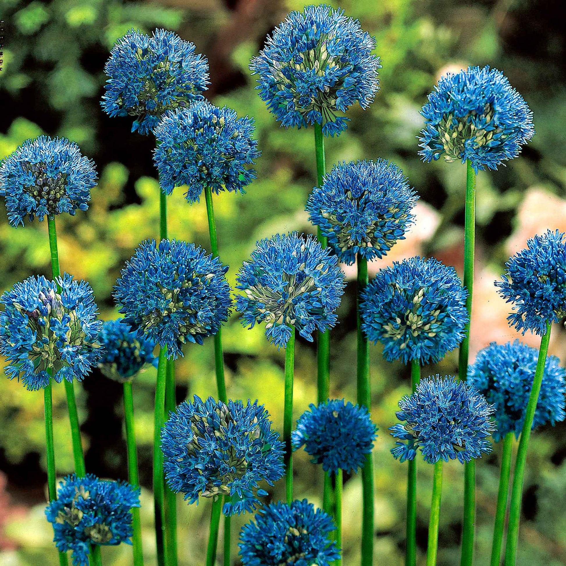 50x Sierui Allium caeruleum Blauw - Alle populaire bloembollen