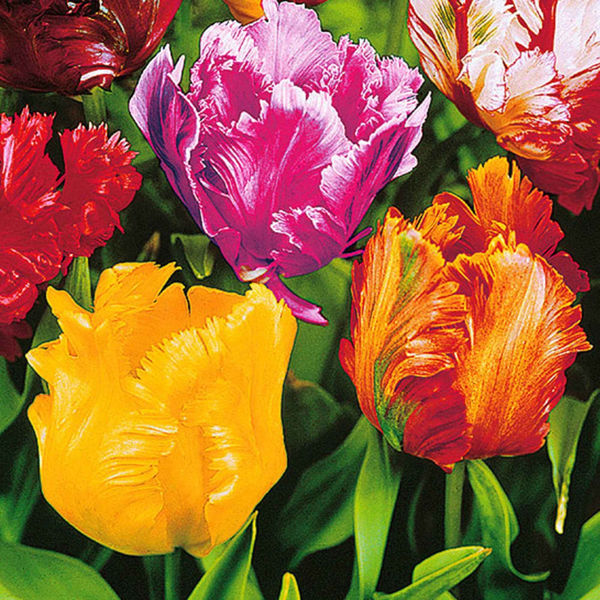 25x Tulpen Tulipa - Mix 'The Exotic' Meerkleurig - Alle bloembollen