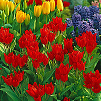 25x Tulpen Tulipa 'Zwanenburg Variety' rood-oranje - Alle bloembollen