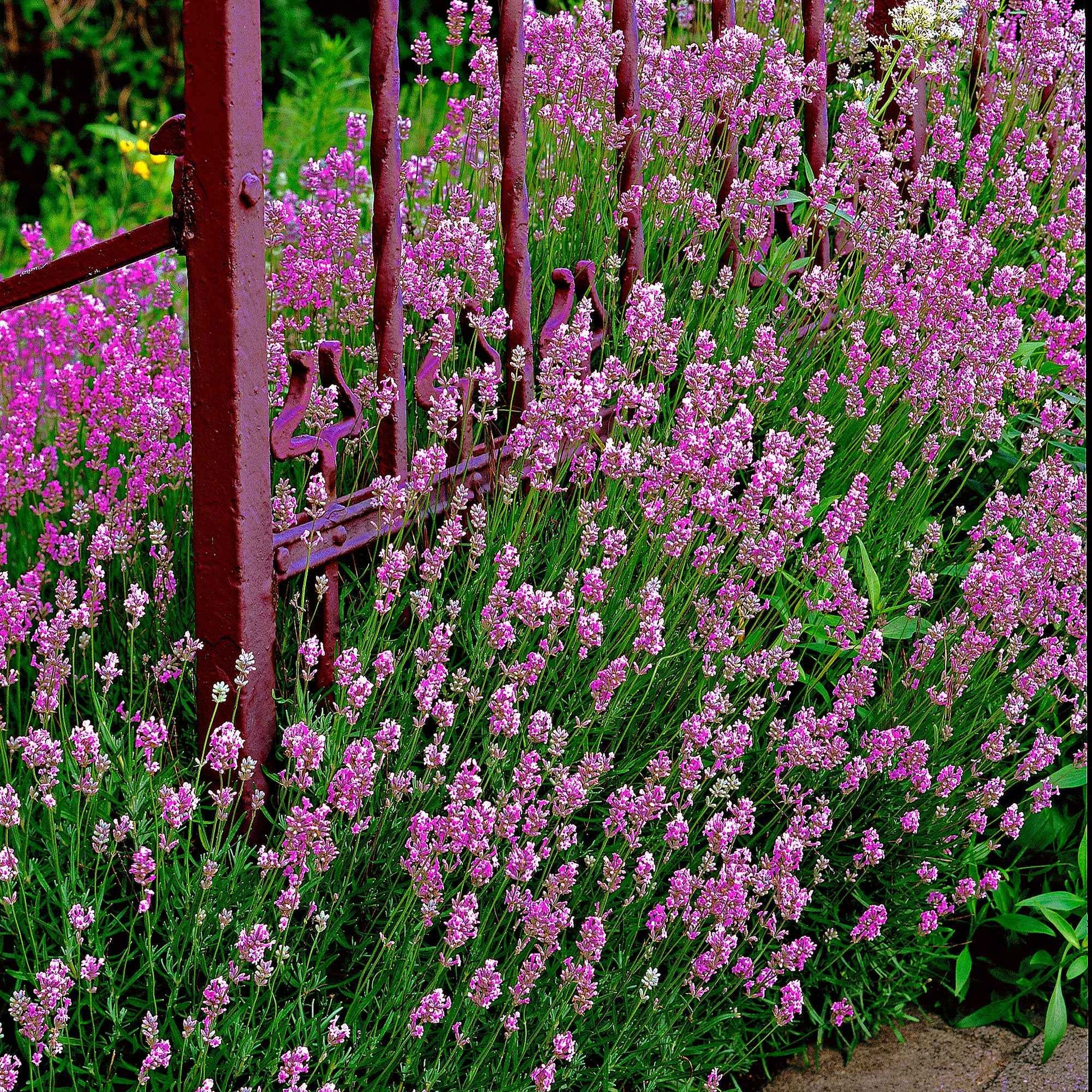 6x Lavendel Lavandula 'Loddon Pink' roze - Winterhard - Alle vaste tuinplanten