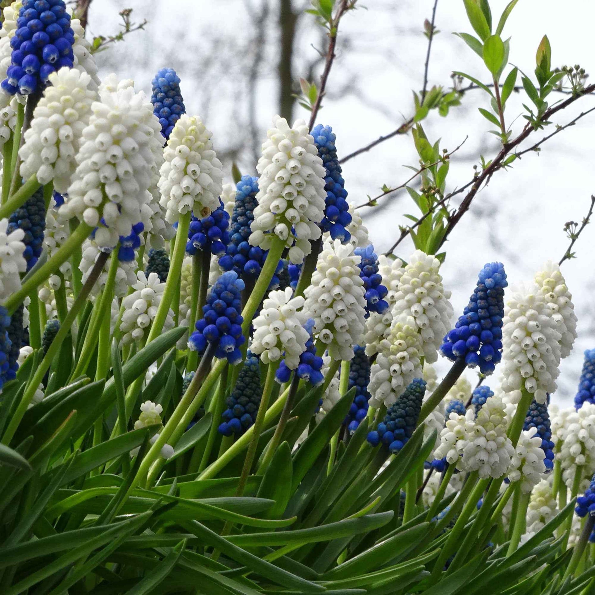 40x Blauwe + witte druifjes Muscari armeniacum blauw-wit - Bijvriendelijke bloembollen