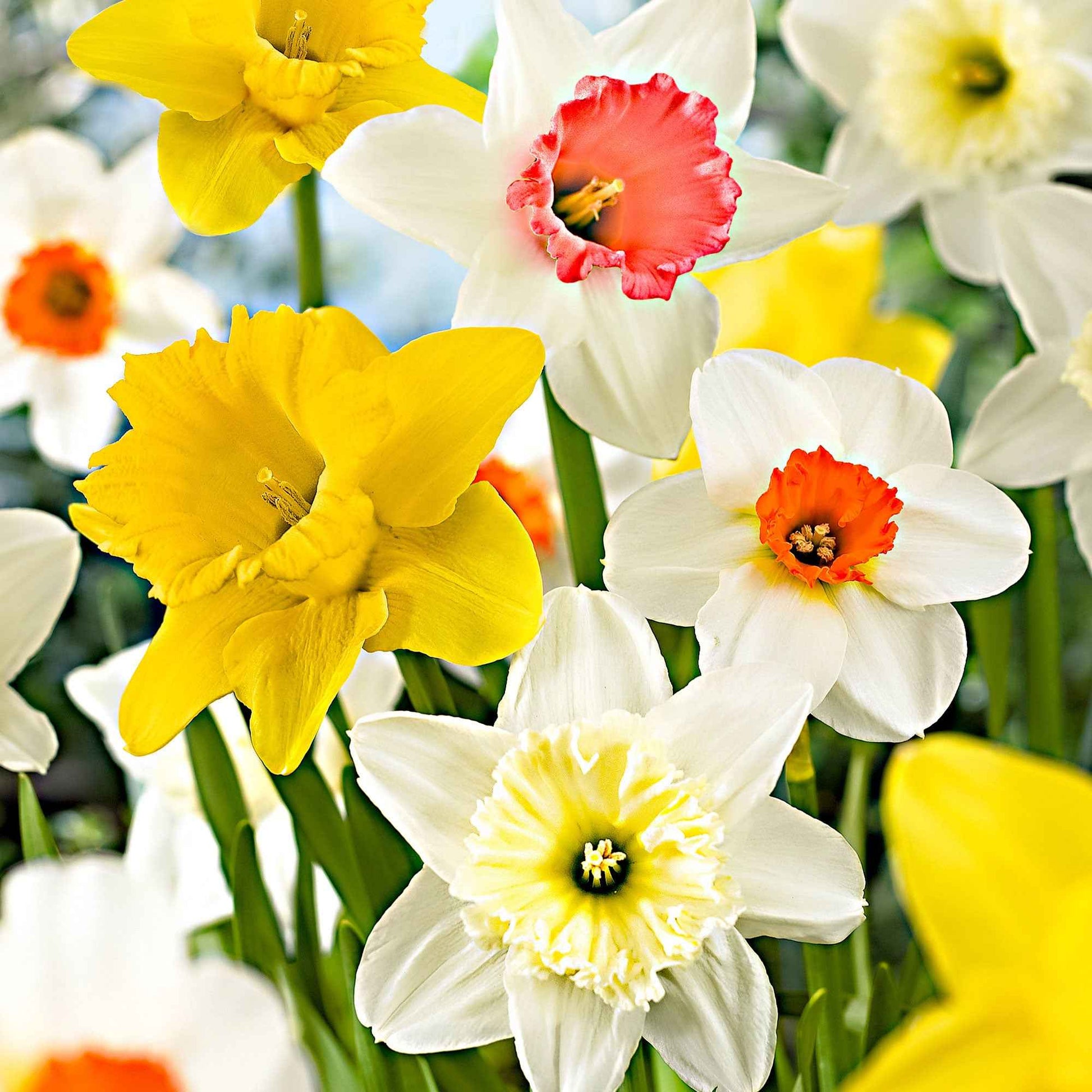 25x Narcissen Narcissus - Mix 'Rich Garden' geel-wit-oranje - Winterhard - Bloembollen