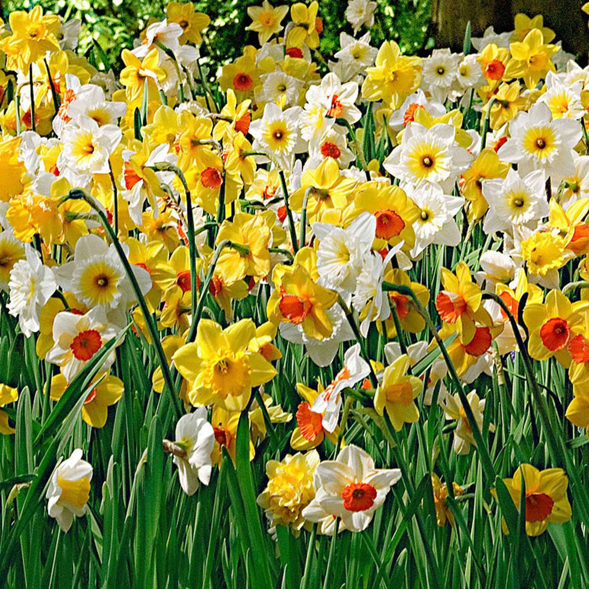 25x Narcissen Narcissus - Mix 'Rich Garden' geel-wit-oranje - Winterhard - Alle populaire bloembollen