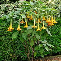 Brugmansia 'Twinflowers Gold' - Bloeiende tuinplanten