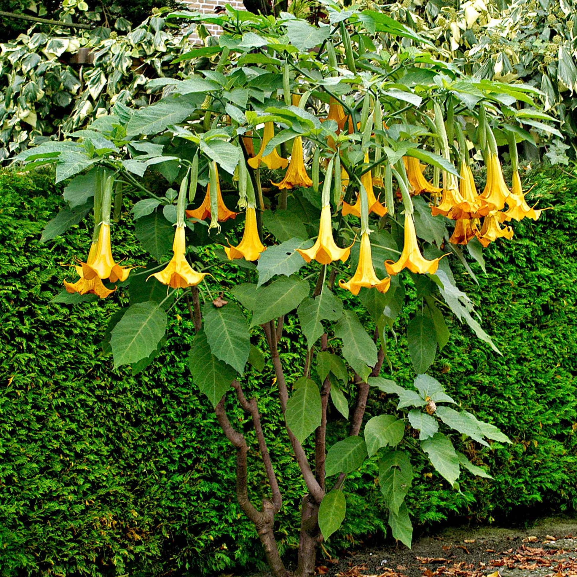 Brugmansia 'Twinflowers Gold' - Bloeiende tuinplanten