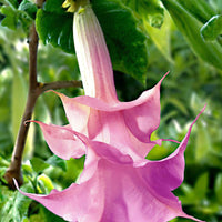 Brugmansia 'Twinflowers Pink' - Bloeiende tuinplanten