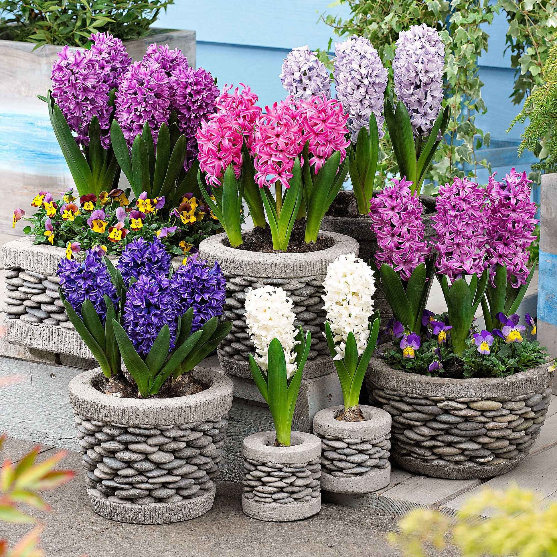 12 Hyacint 'Poetic Colours' Gemengde kleuren - Alle bloembollen