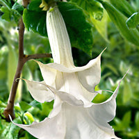 Brugmansia 'Twinflowers White' - Perkplanten