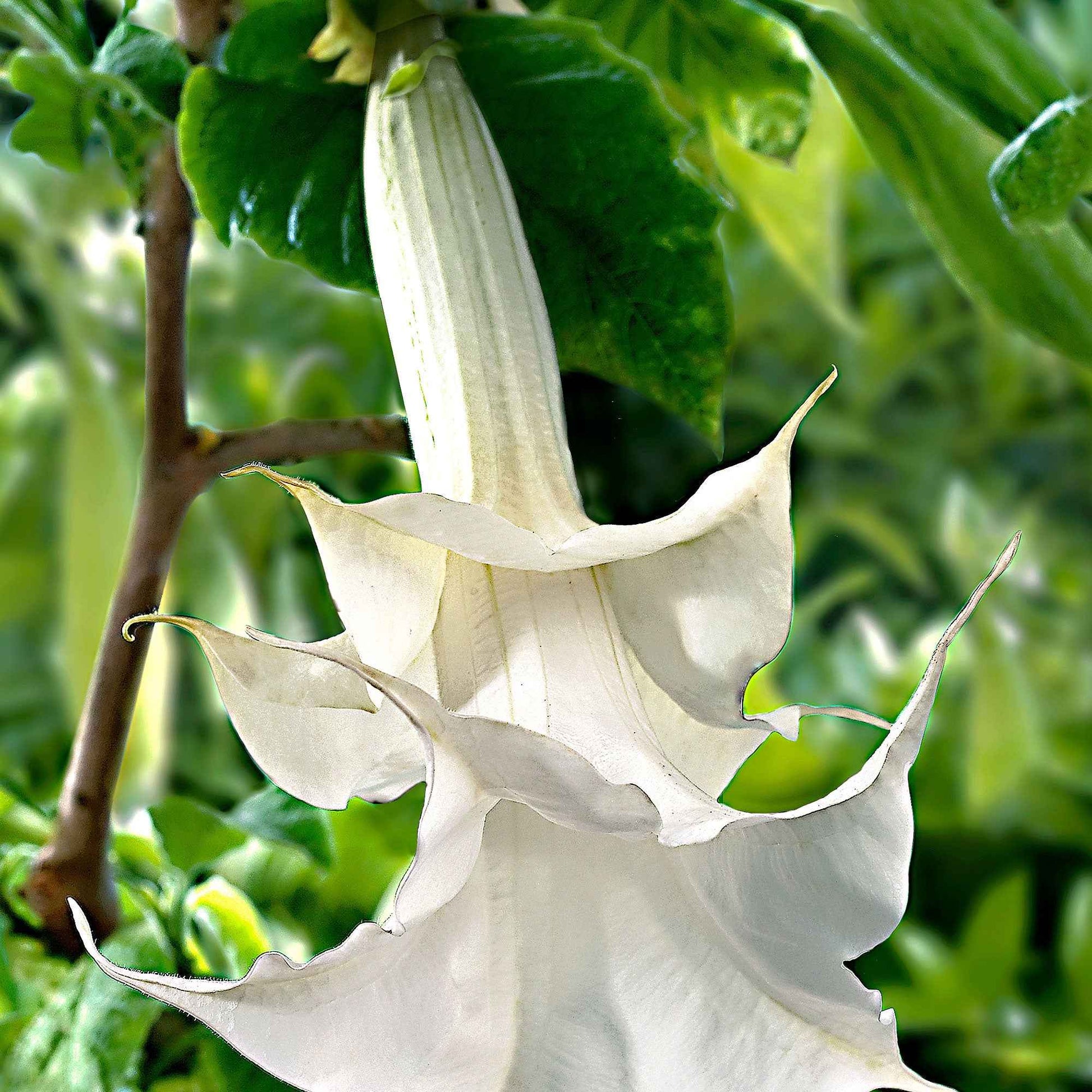 Brugmansia 'Twinflowers White' - Perkplanten