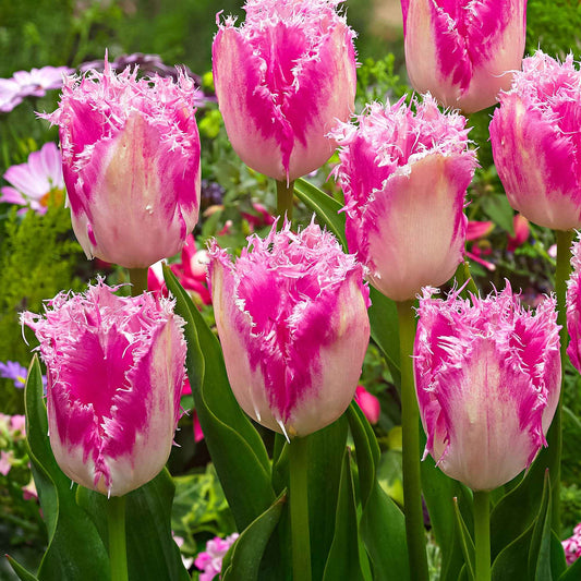 20x Gefranjerde tulpen Tulipa 'Huis ten Bosch' roze - Alle bloembollen