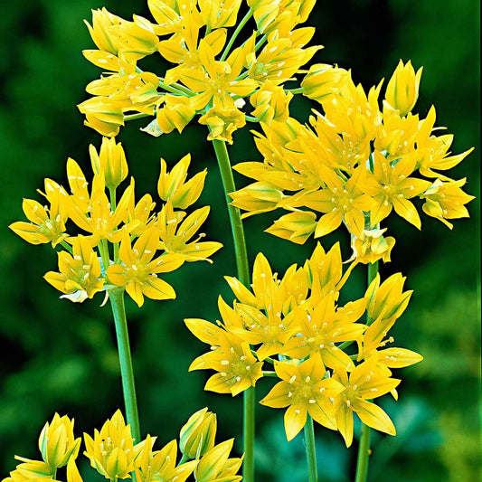100x Sierui Allium moly Geel - Alle bloembollen