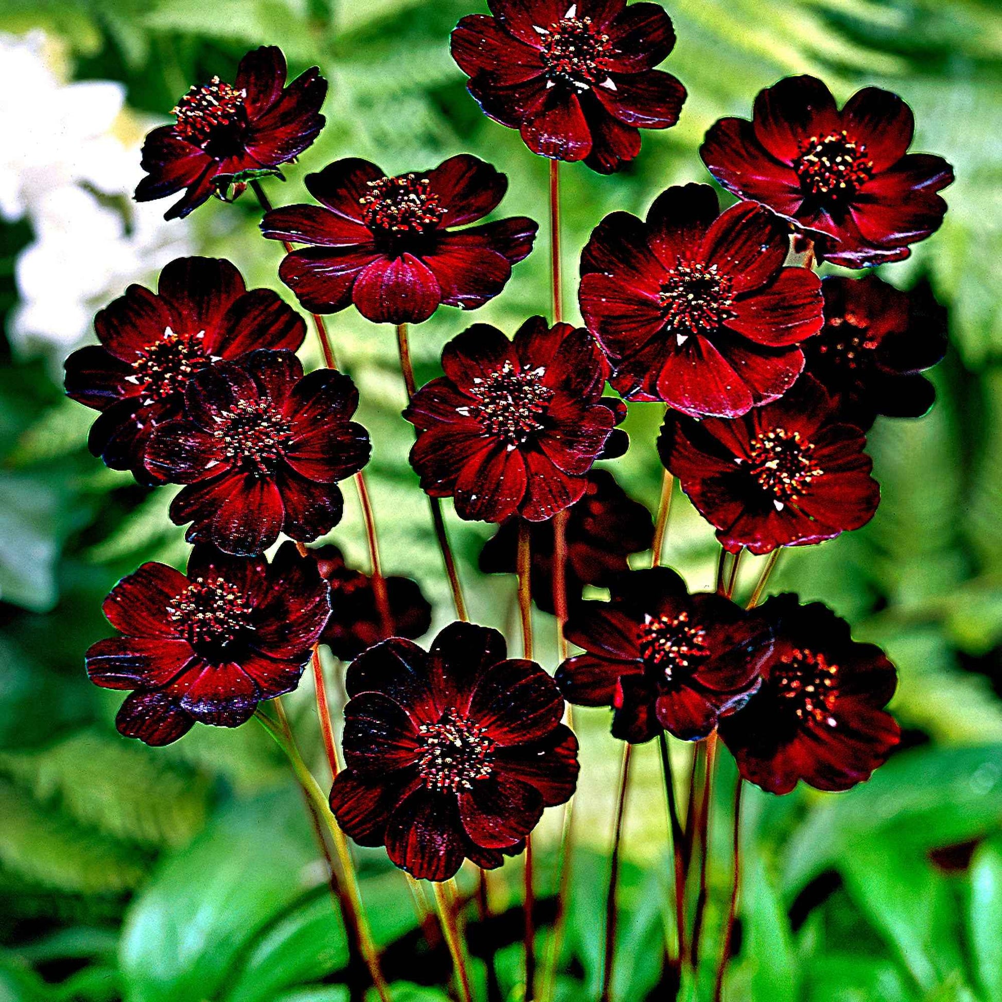 3x Chocoladebloem Cosmos paars - Bare rooted - Winterhard - Plant eigenschap