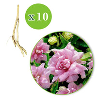 5x Dubbelkelkwinde Calystegia 'Flore Pleno' roze   - Bare rooted - Winterhard - Borderplanten