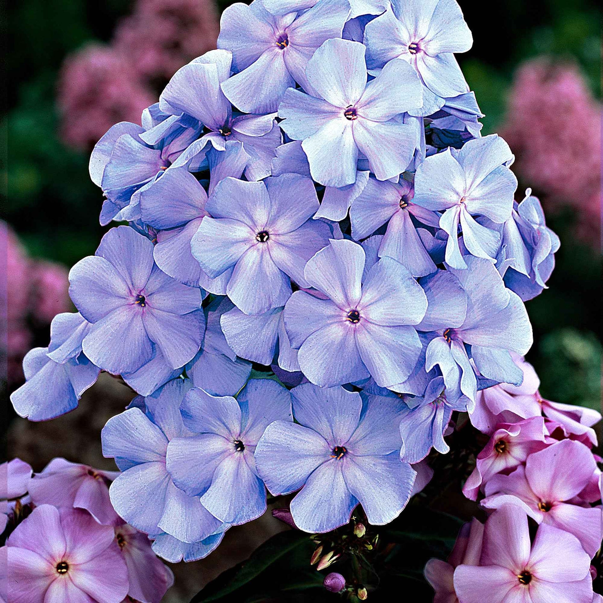 3x Vlambloem Phlox 'Lilac Tima' paars - Bare rooted - Winterhard - Alle vaste tuinplanten