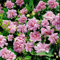 5x Dubbelkelkwinde Calystegia 'Flore Pleno' roze   - Bare rooted - Winterhard - Alle vaste tuinplanten