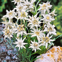 6x Edelweiss wit-geel - Winterhard - Alle vaste tuinplanten
