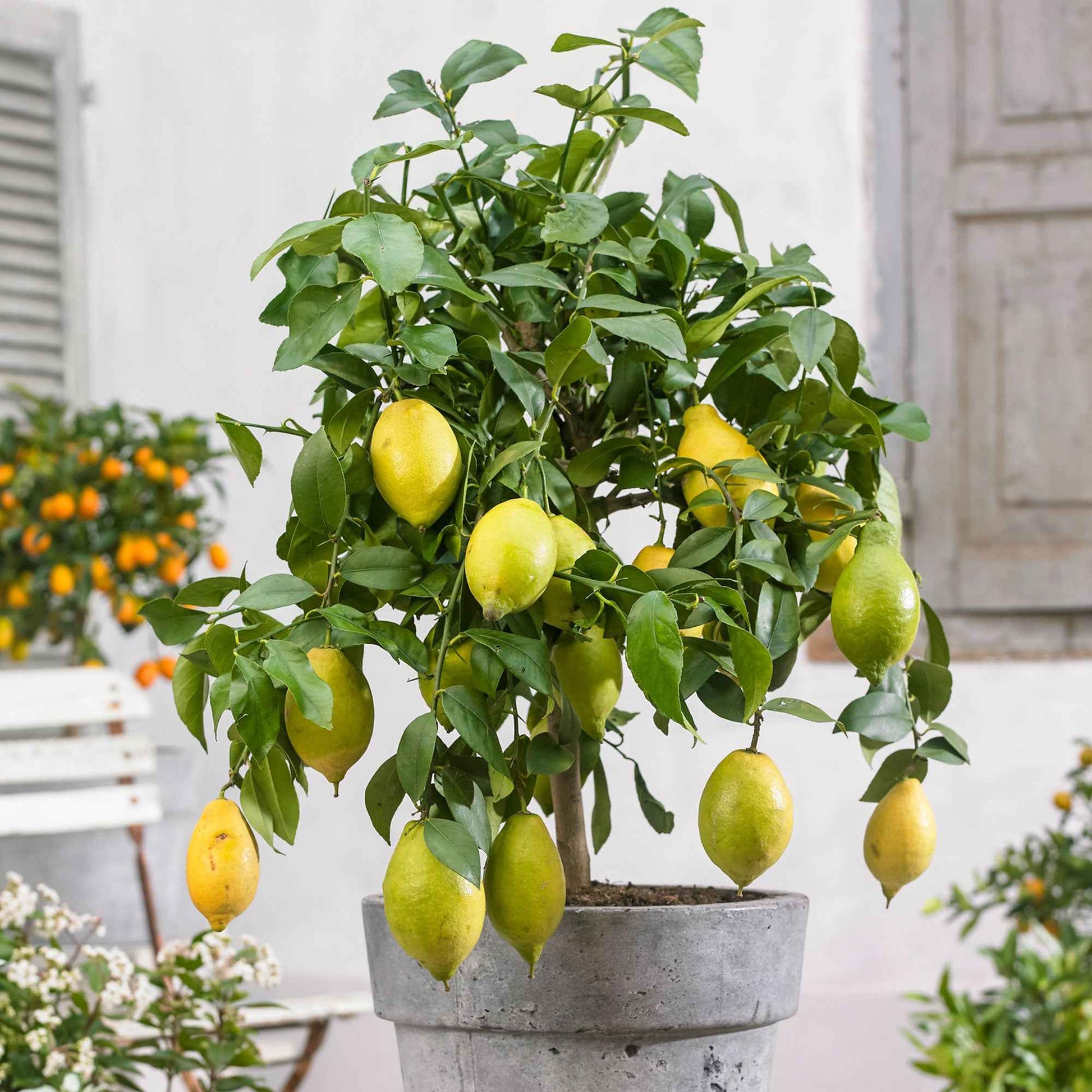 Citroenboom Citrus limon - Bomen en hagen