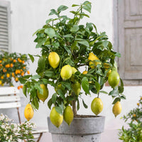 Citroenboom Citrus limon - Citroen