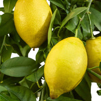 Citroenboom Citrus limon - Fruitbomen