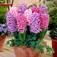 15 Hyacint 'The Spring' Gemengde kleuren - Alle populaire bloembollen