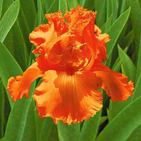 3x Baardiris 'Glazed Orange' oranje - Bare rooted - Winterhard - Alle vaste tuinplanten