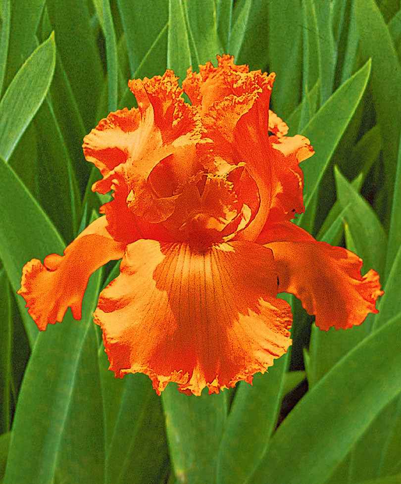 3x Baardiris 'Glazed Orange' oranje - Bare rooted - Winterhard - Alle vaste tuinplanten