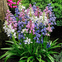 35x Boshyacint Hyacinthoides hispanica - Mix paars-roze-wit - Alle bloembollen
