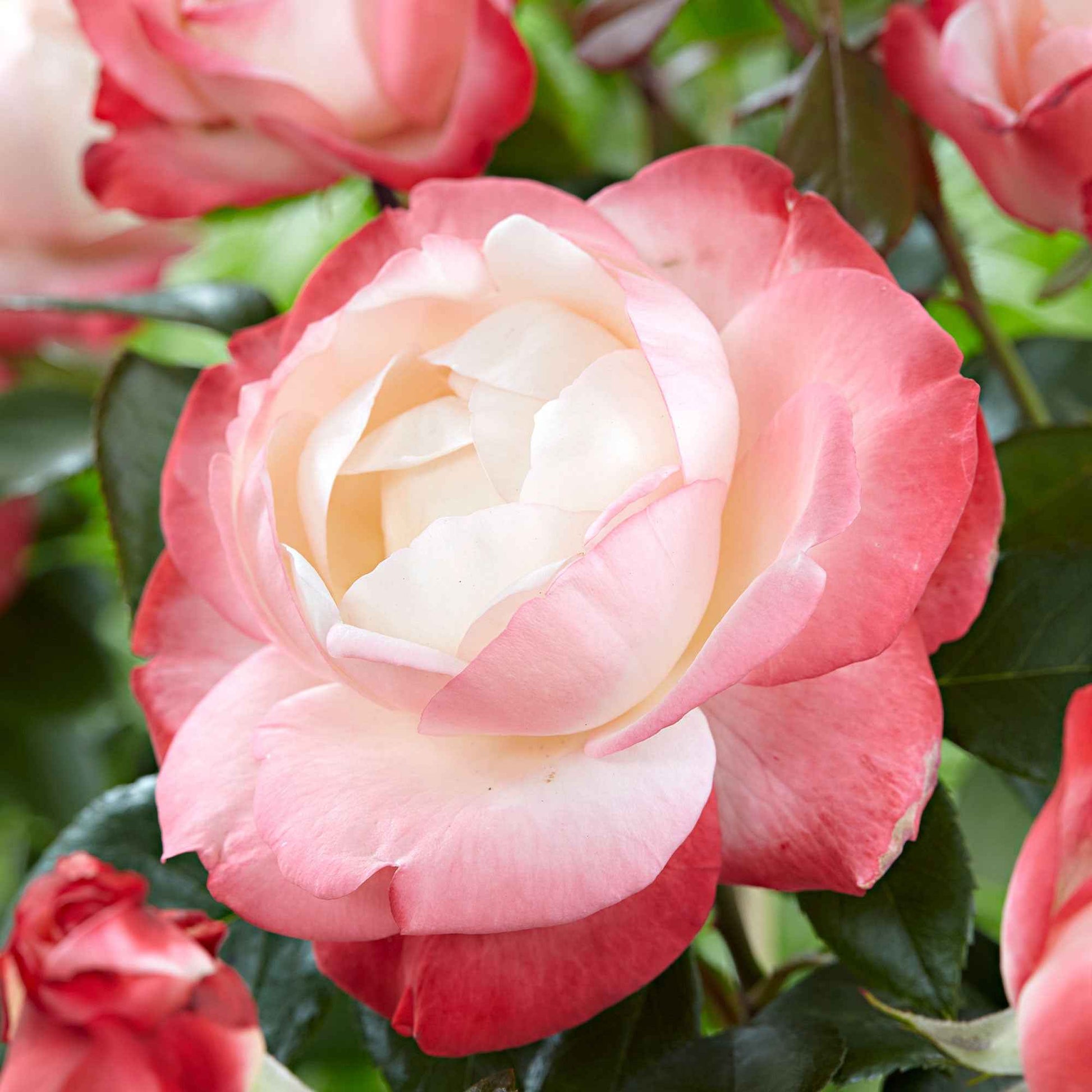 3x Grootbloemige roos Rosa 'Nostalgie'® Crème-Roze  - Bare rooted - Winterhard - Heesters