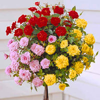 Stamroos Rosa 'Tricolor' rood-roze-geel - Winterhard  - Bare rooted - Plant eigenschap