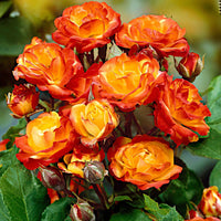 Stamroos Rosa 'Cuba Dance' oranje-geel-rood - Bare rooted - Winterhard - Plant eigenschap