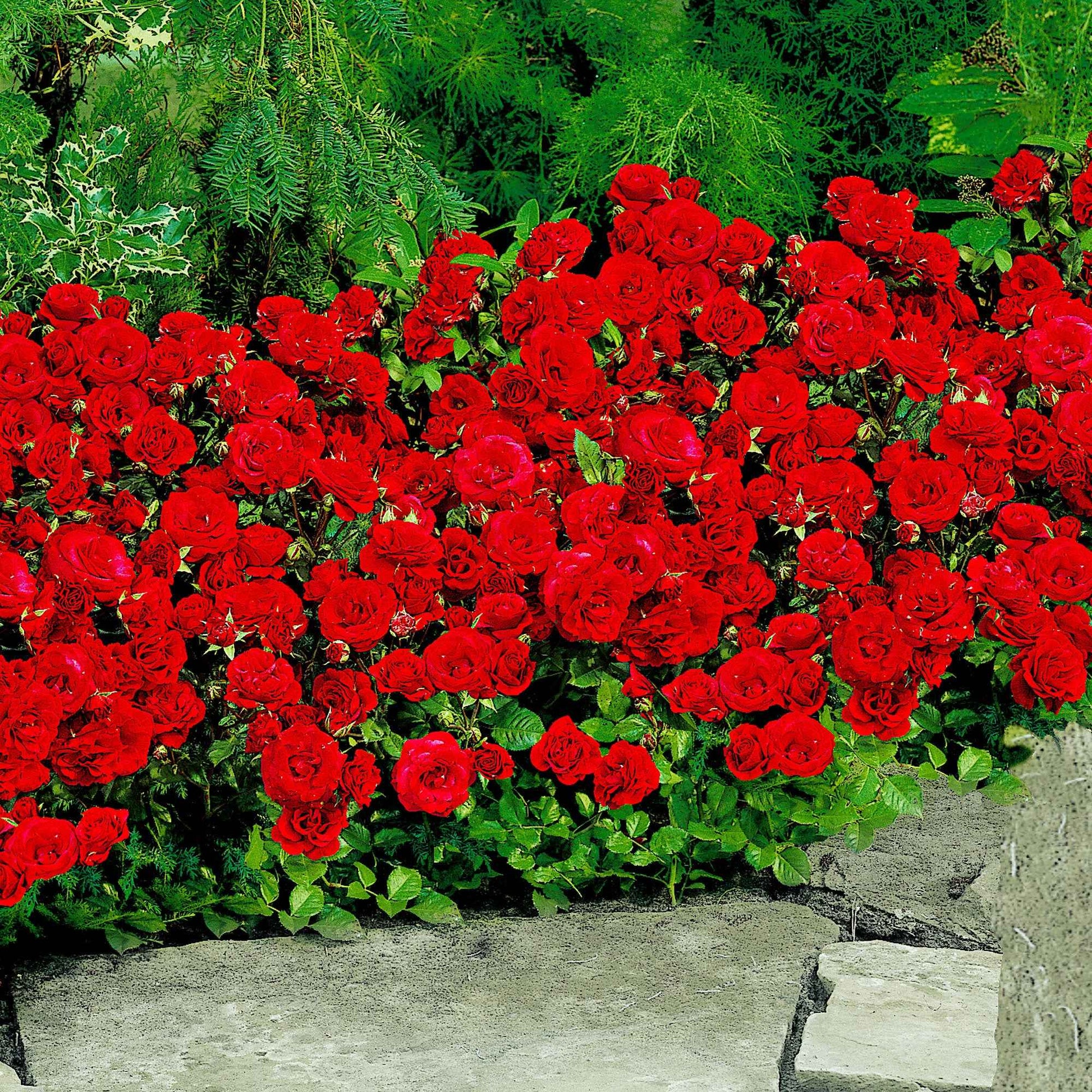 Trosroos Rosa 'Stromboli' rood - Bare rooted - Winterhard - Haagrozen