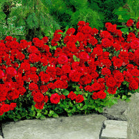 Trosroos Rosa 'Stromboli' rood - Bare rooted - Winterhard - Heesters