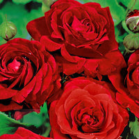 Trosroos Rosa 'Stromboli' rood - Bare rooted - Winterhard - Plant eigenschap