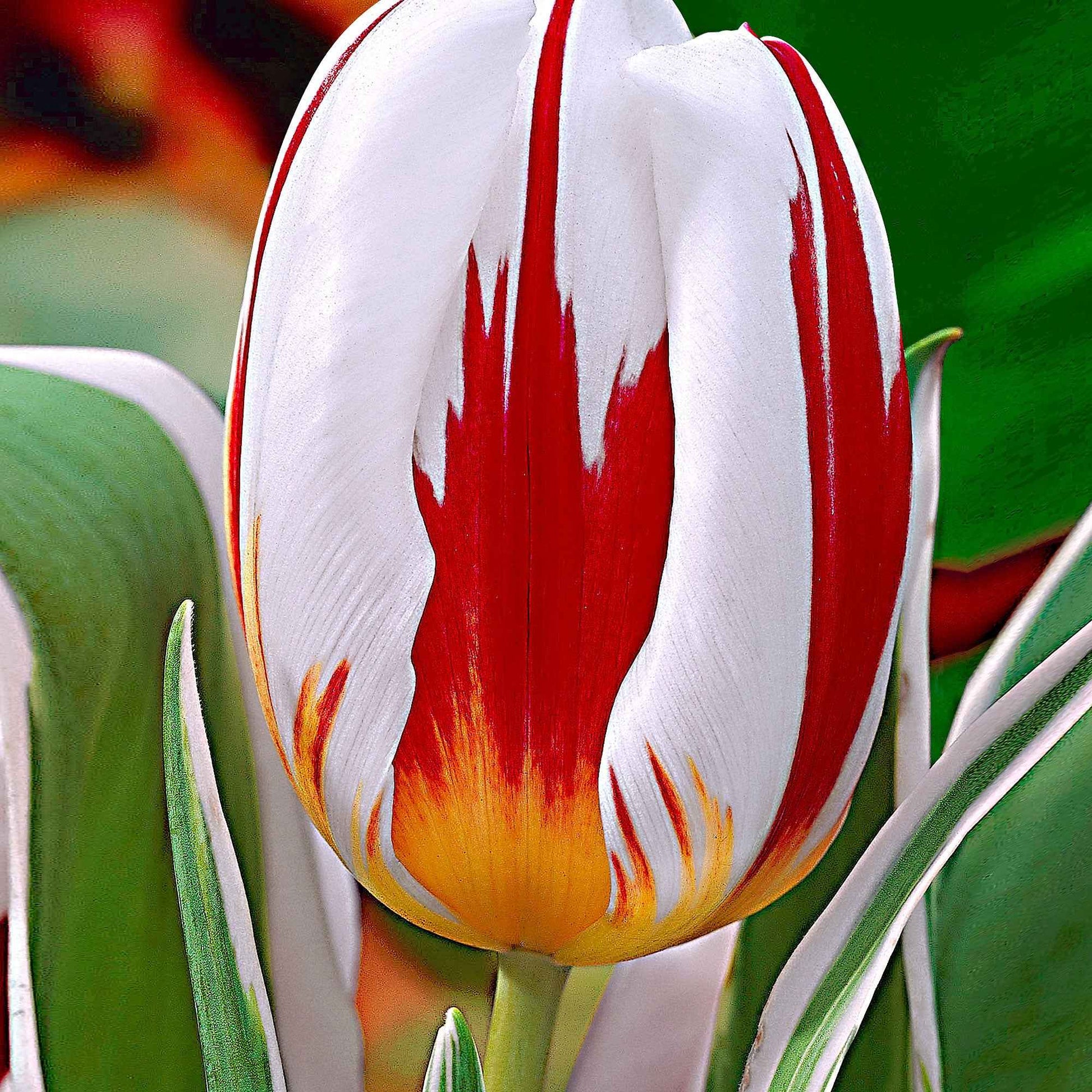 16x Tulpen Tulipa 'Happy Generation' rood-wit - Alle bloembollen