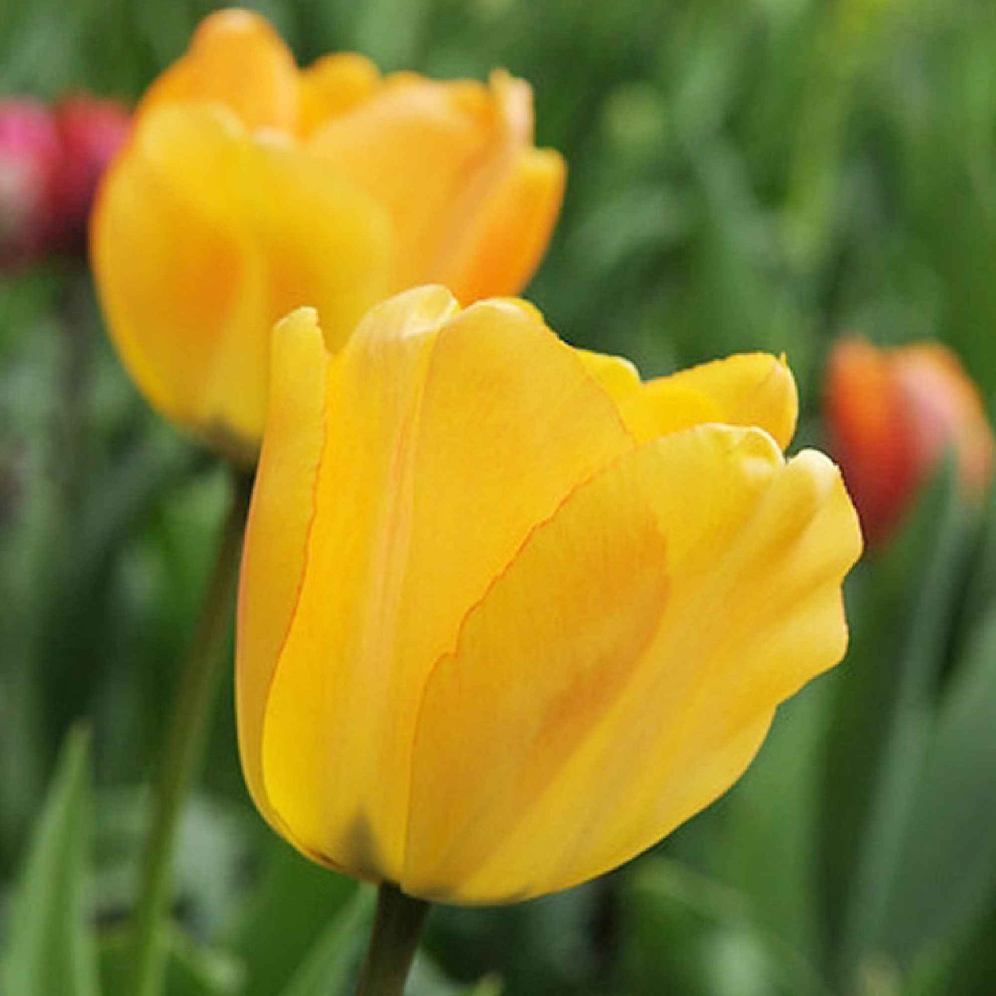 15x Tulpen Tulipa 'Daydream' oranje - Alle bloembollen