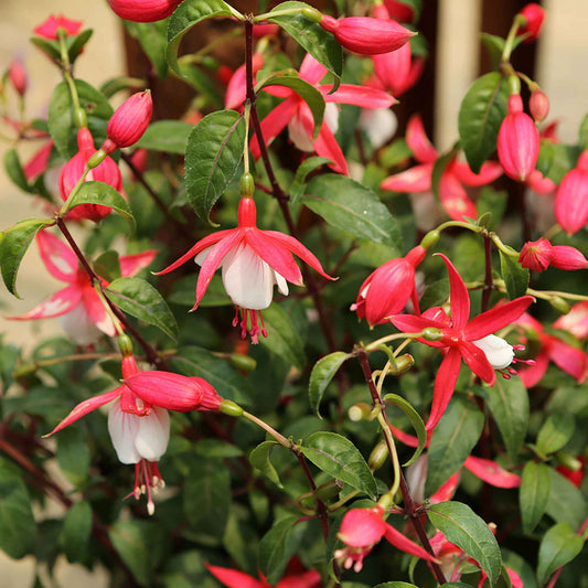 Fuchsia 'Lady Thumb' - Balkonplanten