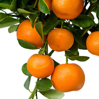 Calamondinboom Citrus mitis 'Calamondin' Oranje - Fruit