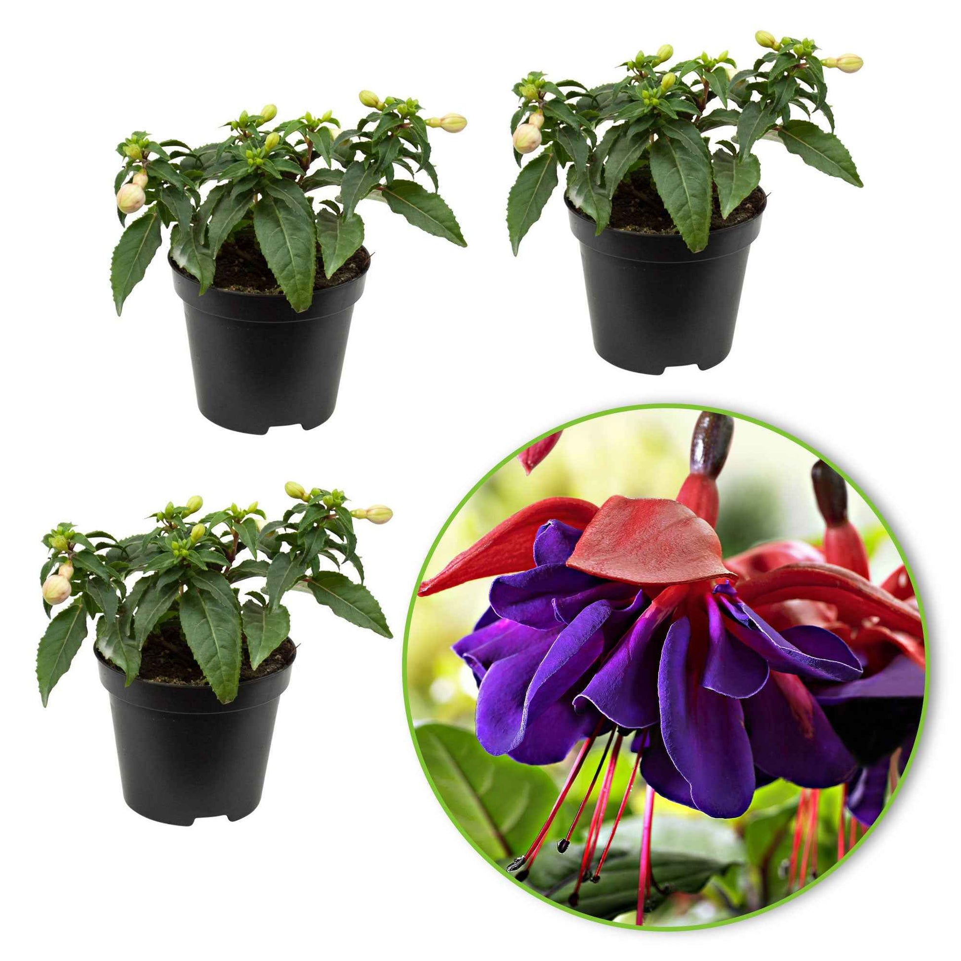 3x Dubbelbloemige Fuchsia 'Voodoo' roze-paars - Buitenplant in pot cadeau