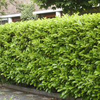 6x Laurierkers Prunus 'Novita' - Bare rooted - Winterhard - Groenblijvende heesters