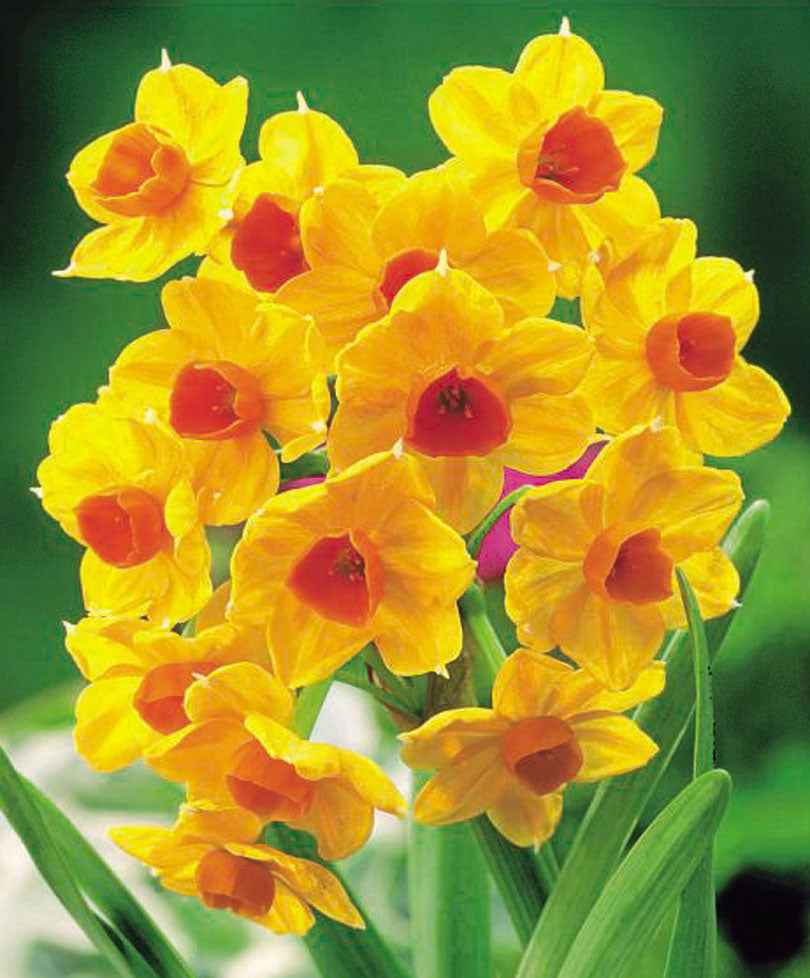 15x Narcissen 'Grand Soleil d'Or', 'Avalanche' en 'Erlicheer' - Alle populaire bloembollen