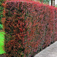 6x Zuurbes Berberis 'Atropurpurea' rood - Bare rooted - Winterhard - Vaste planten