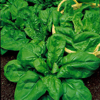 Spinazie Spinacia 'Securo' - Biologisch 8 m² - Groentezaden - Biologische groente