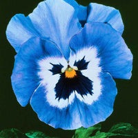Viooltjes 'Joker Light Blue F2' - Eetbare bloemen