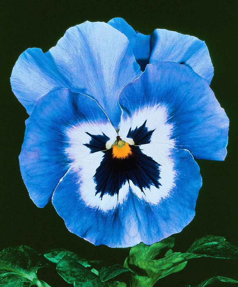 Viooltjes 'Joker Light Blue F2' - Eetbare bloemen